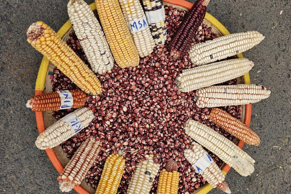 Why Agriculture and Conservation Must Co-Exist