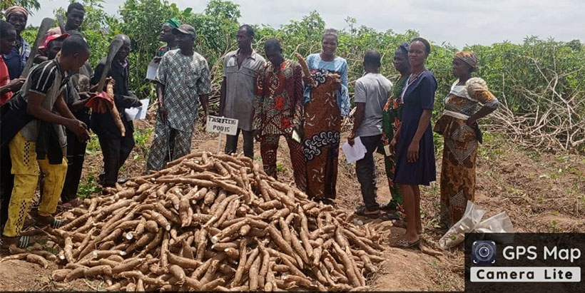 Cassava harvest from Ipao-Oke Ako and Irele in Ekiti State, Nigeria.