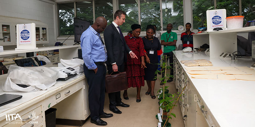 Kolade Olufisayo and the GHVD team showing Calum Walker the effect of ensuring germplasm health of IITA mandate crops.