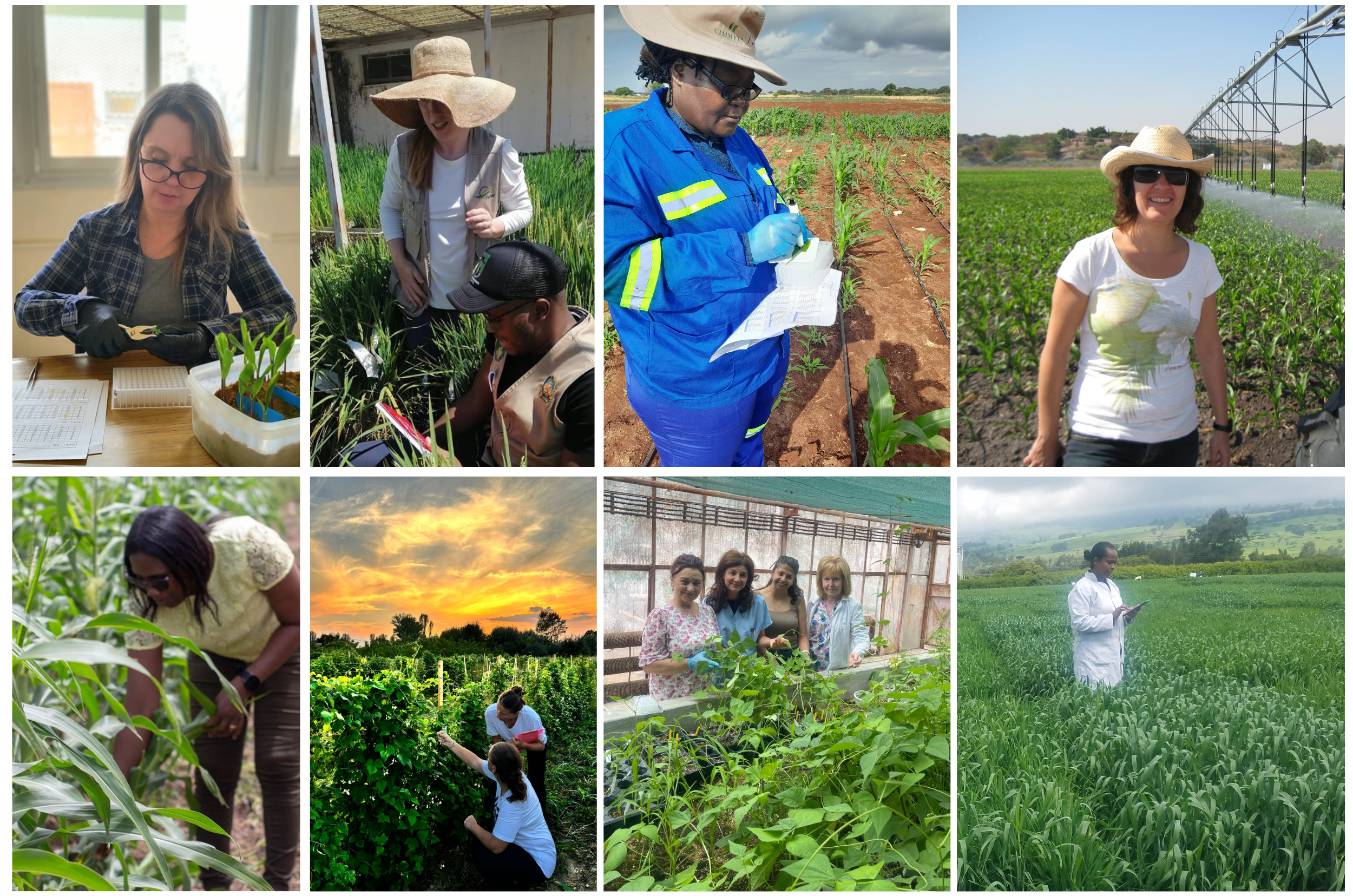 The reshaping of crop breeding programs How CGIAR genotyping and global partnerships are bridging gaps