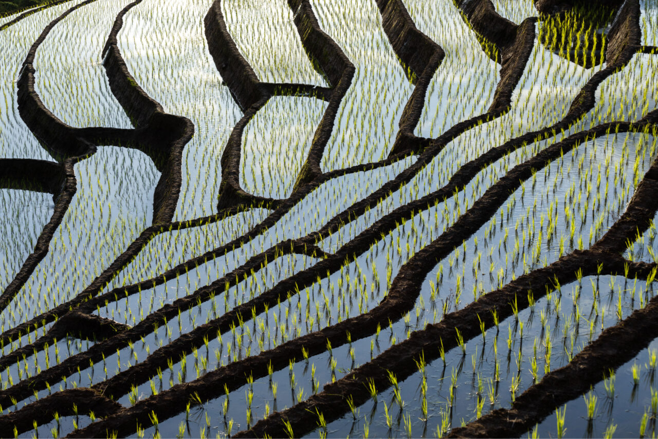 rice field at sunset