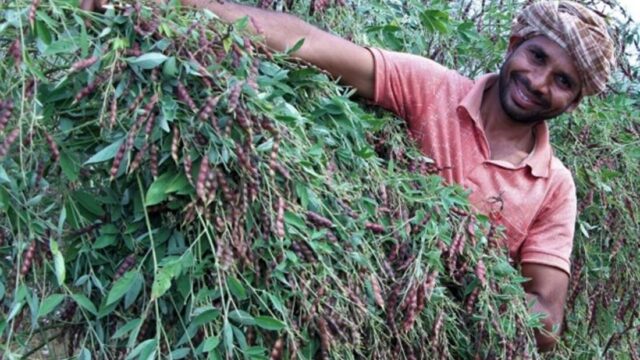 Farmer with pigeon pea
