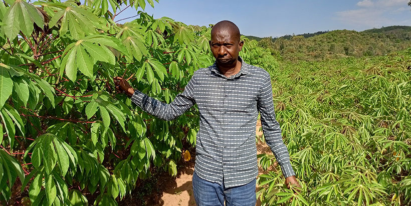 Senior KALRO researcher Vincent Woyengo in a cassava field with improved varieties—MM96.4271 and Migyera.