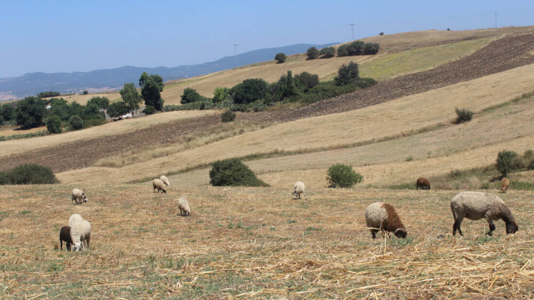 Smarter conservation agriculture with crop and livestock integration