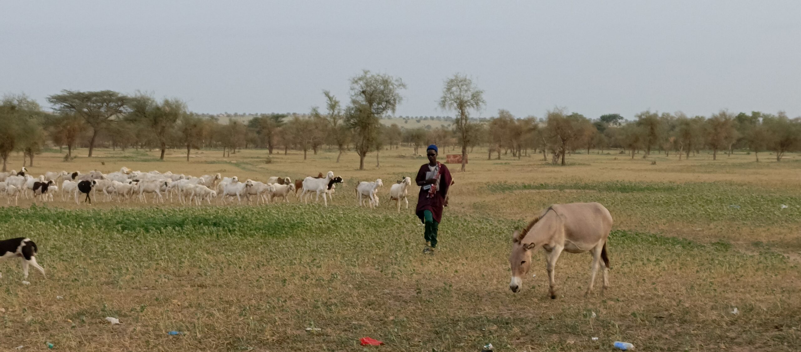 A shepherd returning with his flock after a day's grazing in the Dodji sylvo-pastoral reserve in Ferlo. Photo credit: Baba Ba/ILRI.