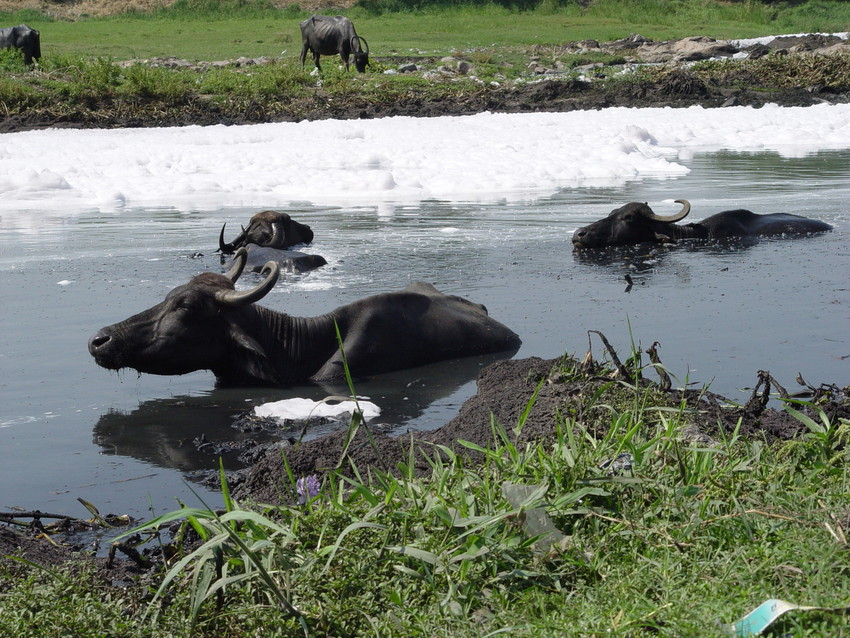 Water use in India
