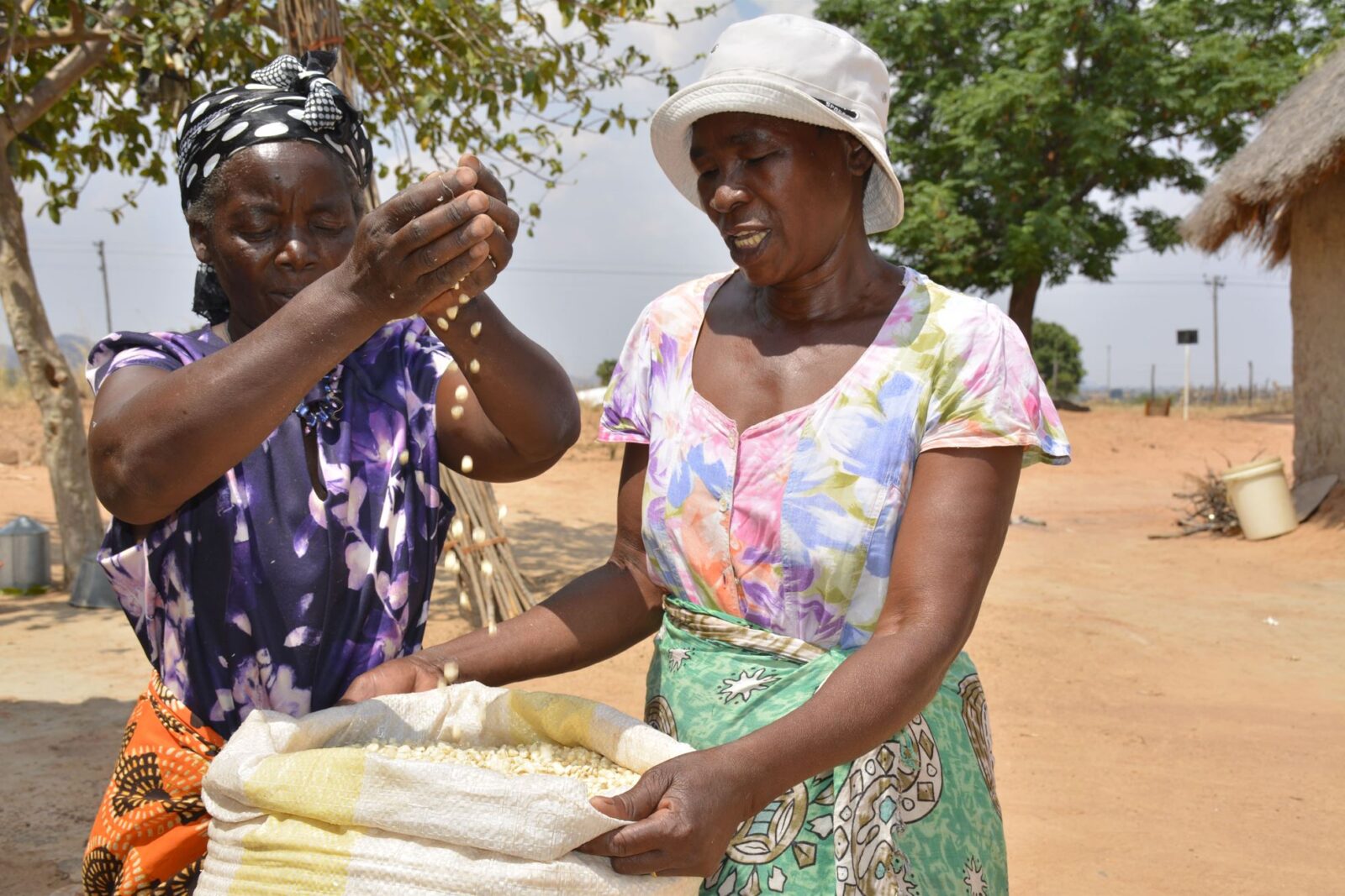 Why early-stage on-farm sparse testing could be a game changer for crop ...