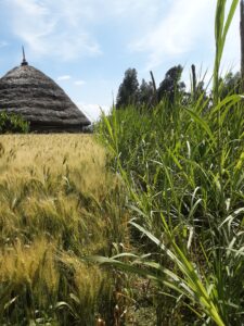 Lemo Woreda, mixed farming