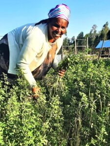 Lemo Woreda, female farmer