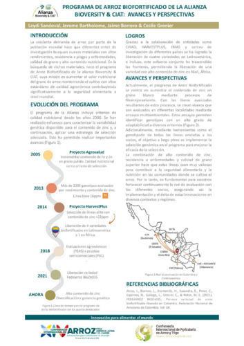 Biofortified rice program of the Alliance Bioversity and CIAT: Progress and perspectives