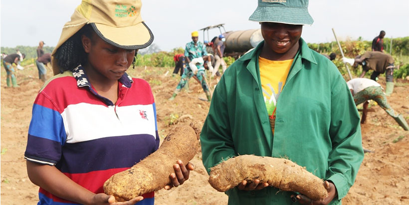 Great harvest from IITA, Ibadan trial field.