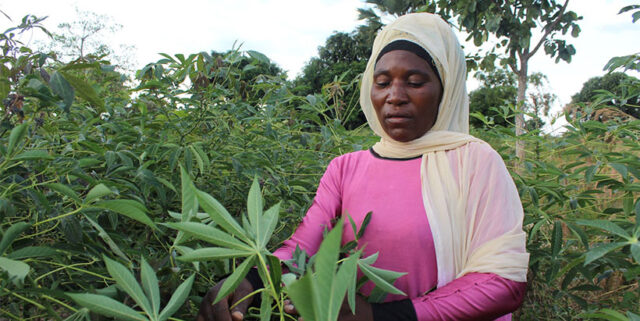 Saada Mkuyu, a cassava seed entrepreneur inspecting her cassava seed farm against the pests causing cassava disease. (Photo credit: Gloriana Ndibalema).