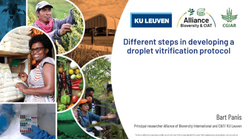 Different steps in developing a droplet vitrification protocol