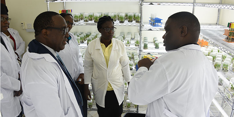 Dr Simeon Ehui exploring the Tissue Culture Lab