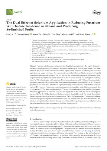 The dual effect of selenium application in reducing Fusarium wilt disease incidence in banana and producing se-enriched fruits