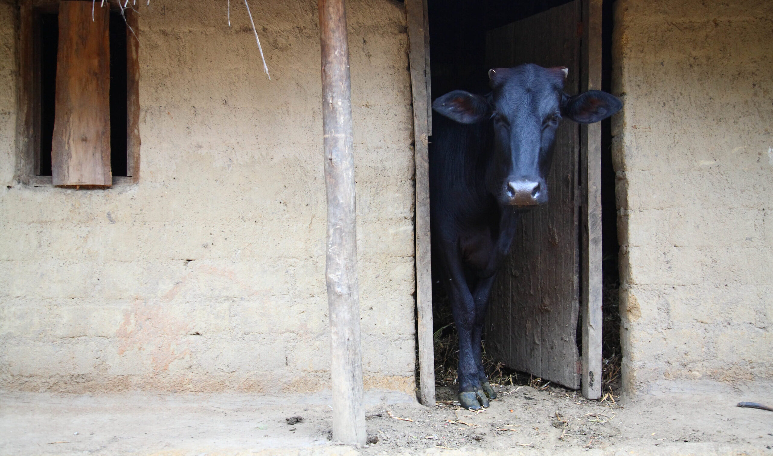 A cow looks out from her stall in a village in central Malawi