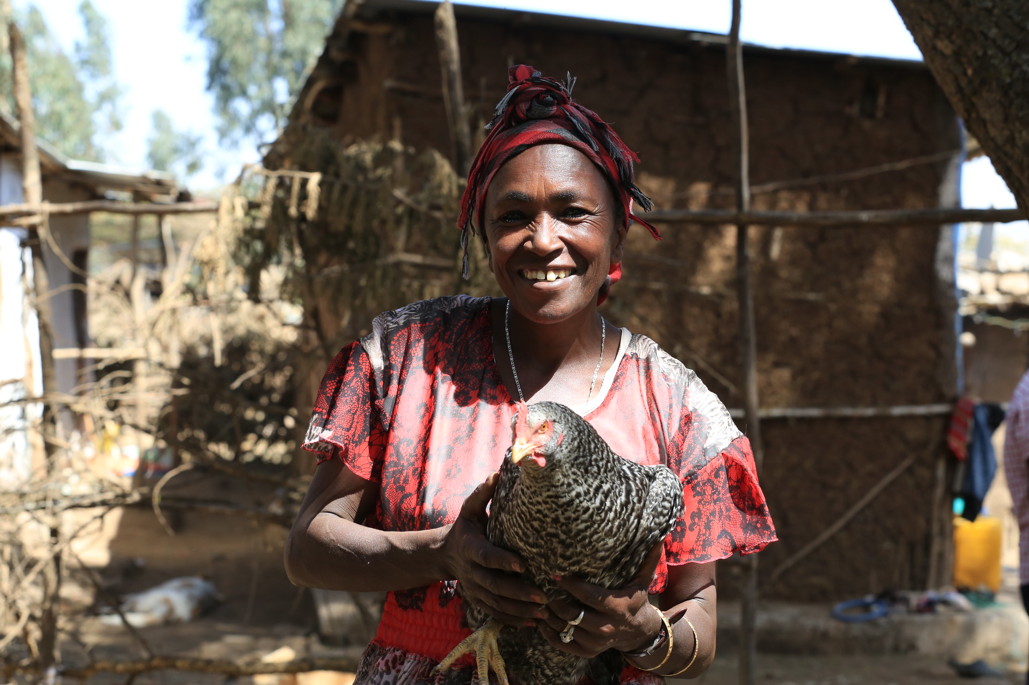 Woman holding improved chicken breed