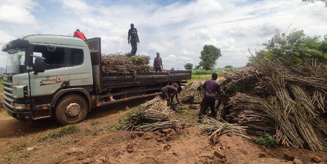 IITA distributing cassava stems to farmers in Malawi under the RTC-MARKETS project.