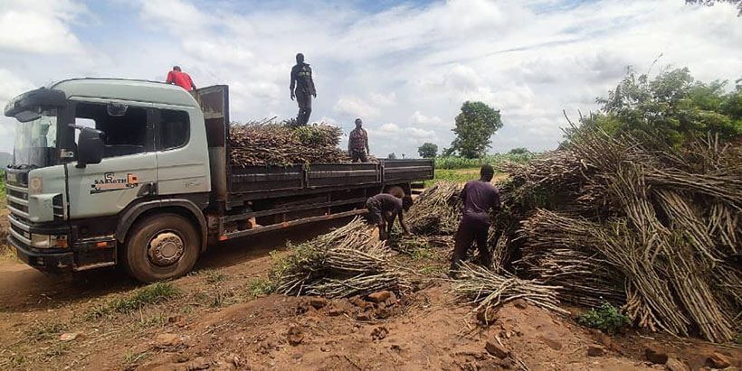 IITA distributing cassava stems to farmers in Malawi under the RTC-MARKETS project.