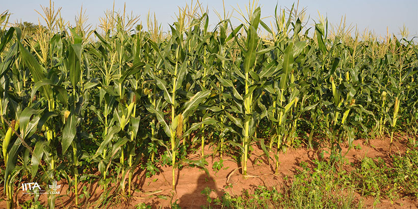 An on-site Maize trial field