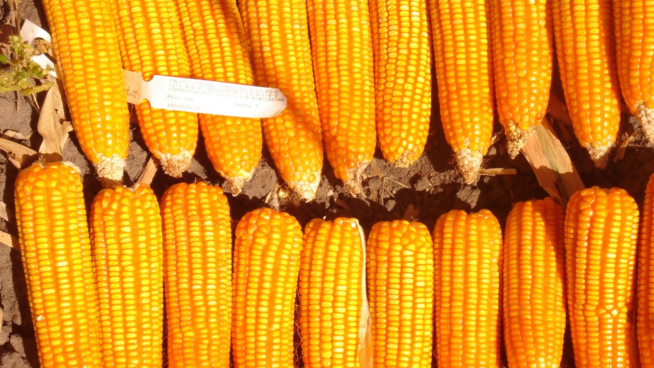 International Maize and Wheat Improvement Center