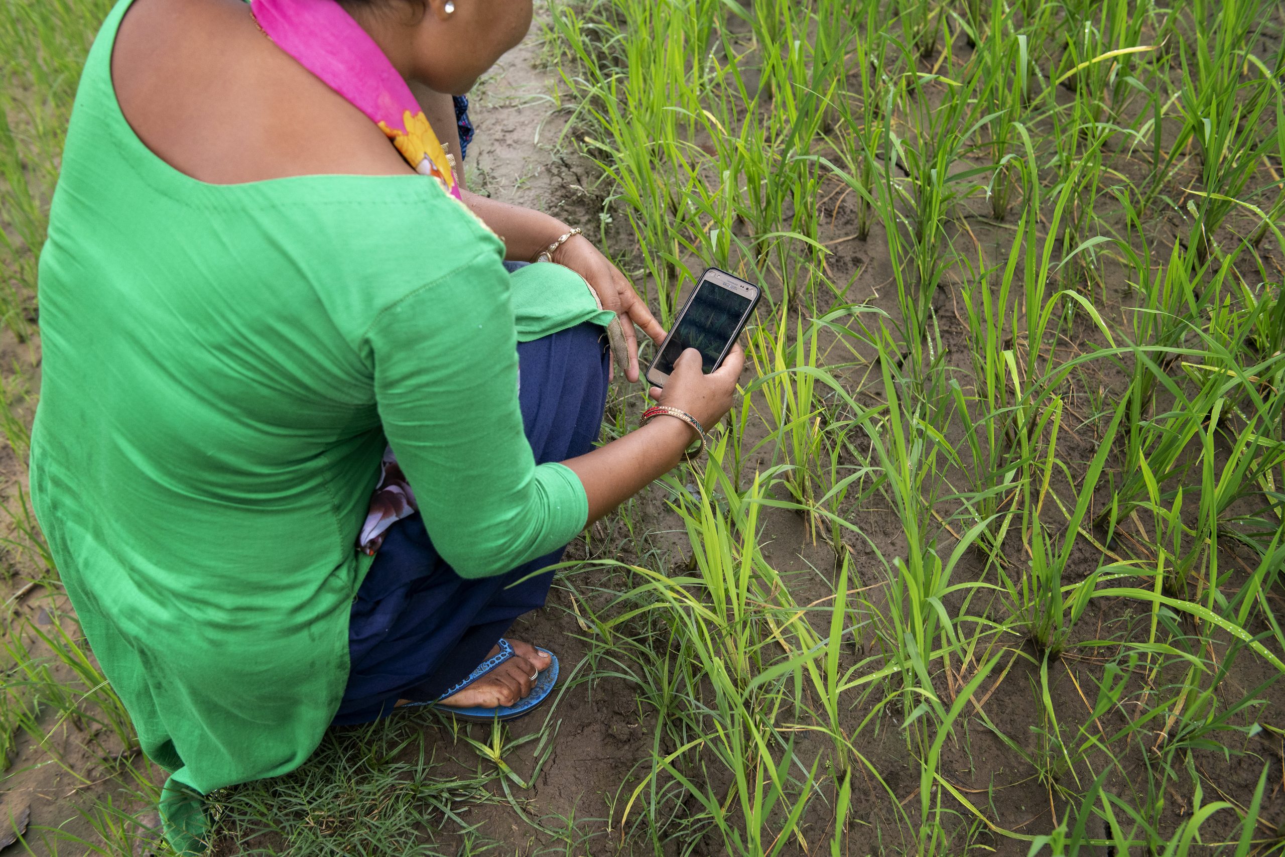 Sita Kumari, farmer, uses mobile phone apps to enhance her yields and get access to markets and labor. Credit: C. De Bode/CGIAR