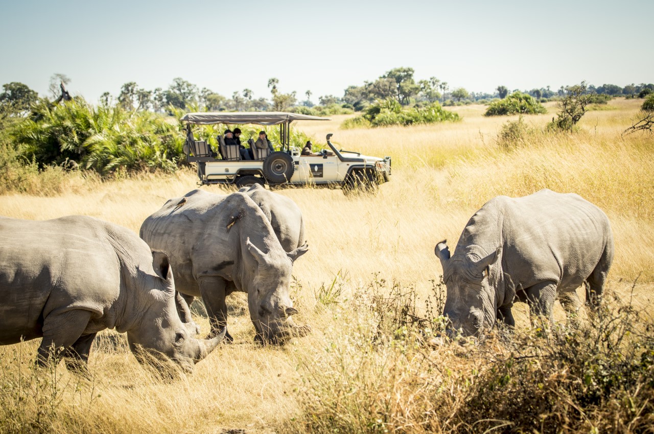Rhino's in the wild