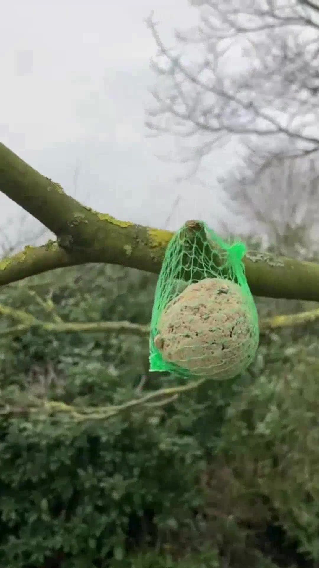 Vorschau der Challenge 🐦 Füttere Vögel