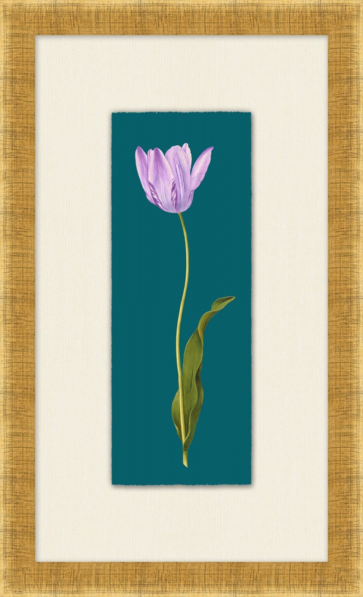 Tulipa Gesneriana 3