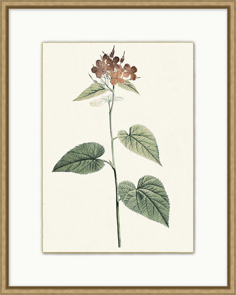 Delicate Blooms 5 | Highlight image