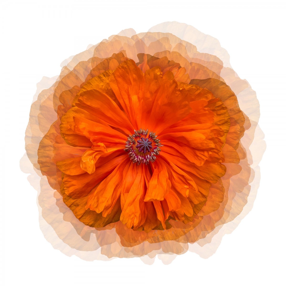 Floating Peony 1 | Highlight image
