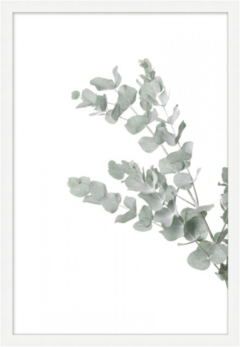 Blanched Plant 4