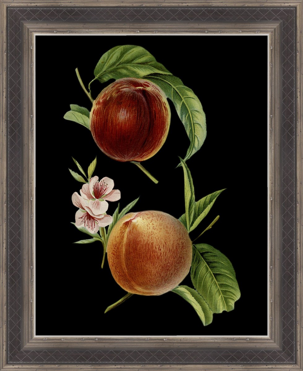 Scientific Illustration of Peach Duo