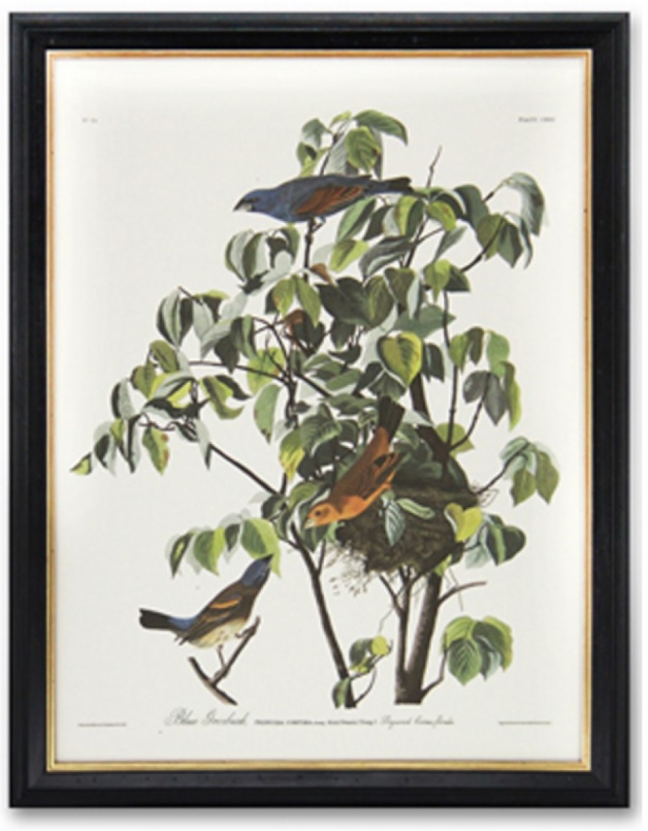 American Parrow Hawk By John James Audubon (AA17022401b-C3B) | Highlight image