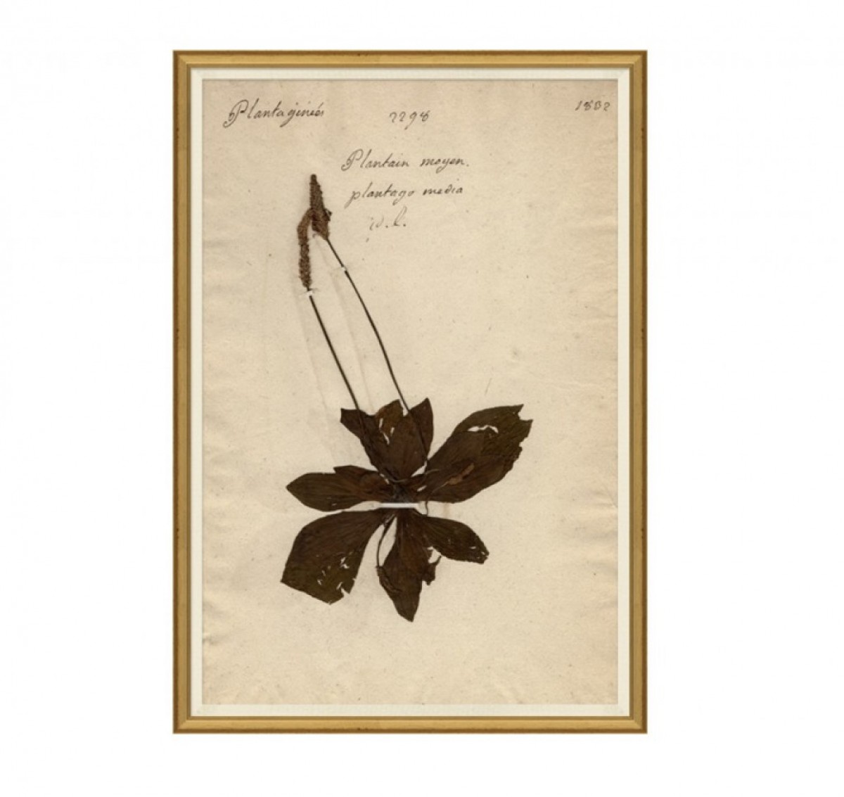 Herbarium (G) | Highlight image