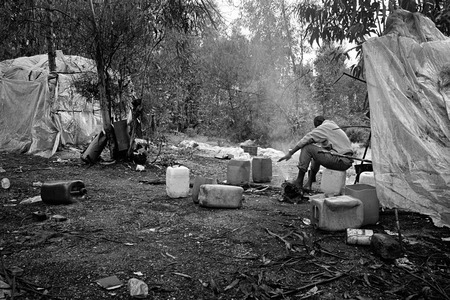 Palos (Strawberries) : Life in the Forest