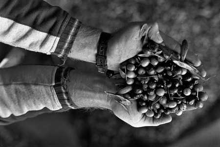 La Campagne de Baena (Huile d'olive)