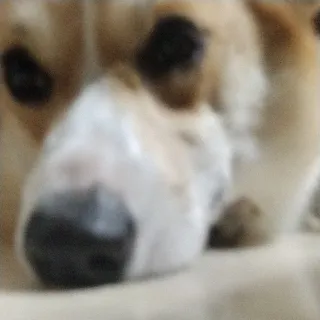 「わんこ」のユーザーアイコン