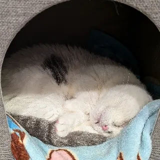 「soru⚝⋆」のユーザーアイコン