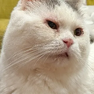 「そる 🐱」のユーザーアイコン