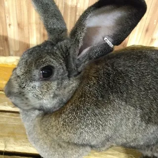 「あゆ」のユーザーアイコン