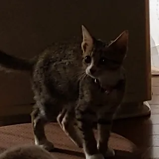 「あお」のユーザーアイコン