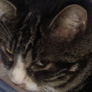 「あお」のユーザーアイコン