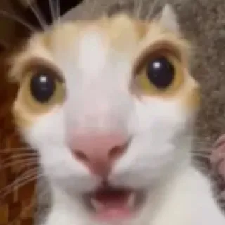 「豚肉」のユーザーアイコン