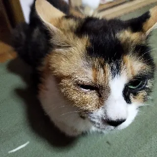 「猫大好き」のユーザーアイコン