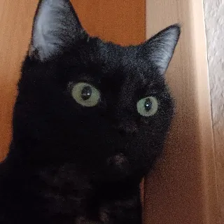 「月猫~𝕵𝖚𝖑𝖎𝖆𝖓🌙」のユーザーアイコン