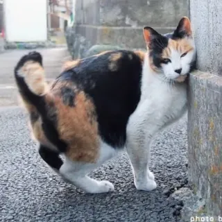 「茶々𓃠２低浮上かも」のユーザーアイコン