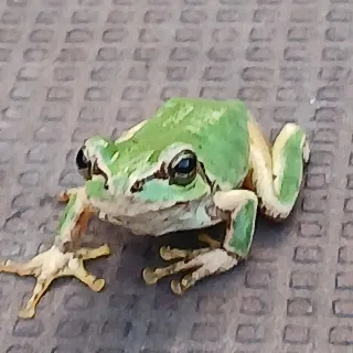 「マサイヌシ」のユーザーアイコン