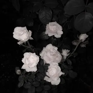 「憂」のユーザーアイコン