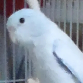 「みかん」のユーザーアイコン